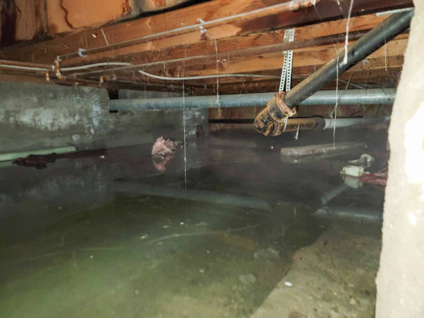 Best Water damage cleanup near me  in Cedar Creek, TX
